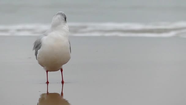 Una gaviota limpiando un ala en cámara lenta . — Vídeo de stock