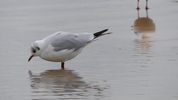 Seagull pitné vody v pomalém pohybu. — Stock video