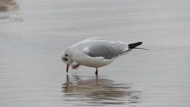 Une tête de nettoyage de mouette avec sa patte au ralenti . — Video