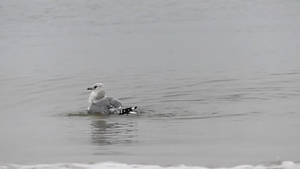 Una gaviota flotando, limpiando alas en cámara lenta . — Vídeo de stock