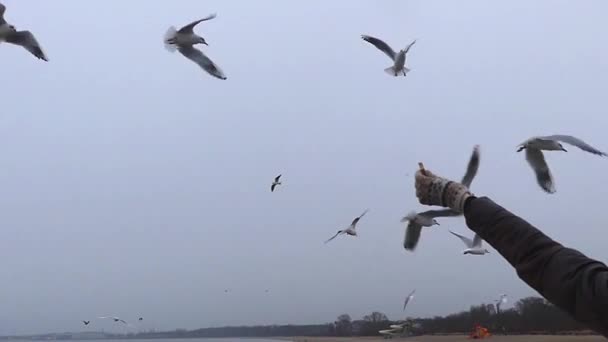Uma mão com pão para gaivotas em câmera lenta . — Vídeo de Stock