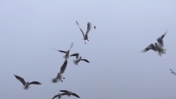 Gaivotas voando Pegando pão em câmera lenta . — Vídeo de Stock