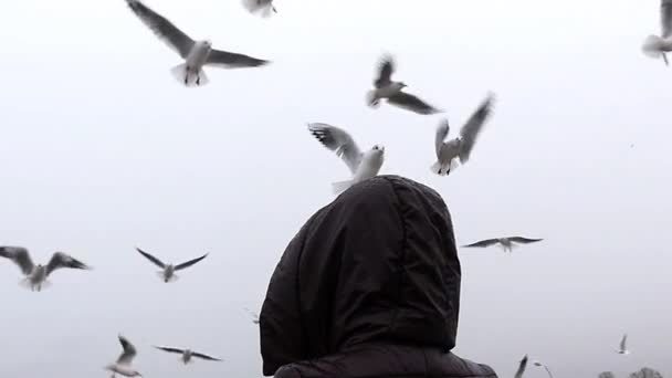 Ein Mädchen füttert fliegende Möwen in Zeitlupe. — Stockvideo
