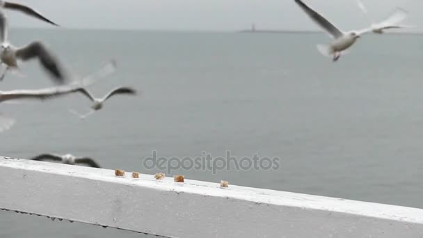 Meer und Möwen, die in Zeitlupe nach Brot greifen. die Aktion in den Himmel. — Stockvideo