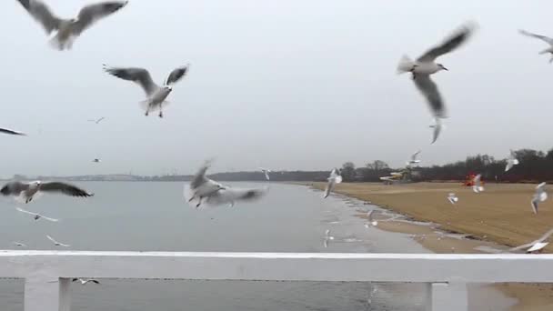 La plage de la mer et les mouettes montantes au ralenti . — Video