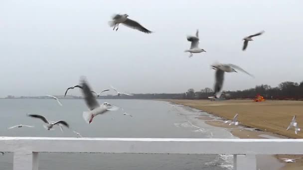 Pláž moře a rozlet racky v pomalém pohybu. — Stock video