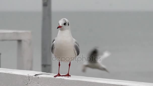 One Seagull Take of Into the Sky in Slow Motion (en inglés). Primer plano Shote . — Vídeo de stock