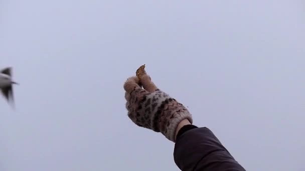 Ein Mädchen füttert fliegende Möwen in Zeitlupe.. — Stockvideo
