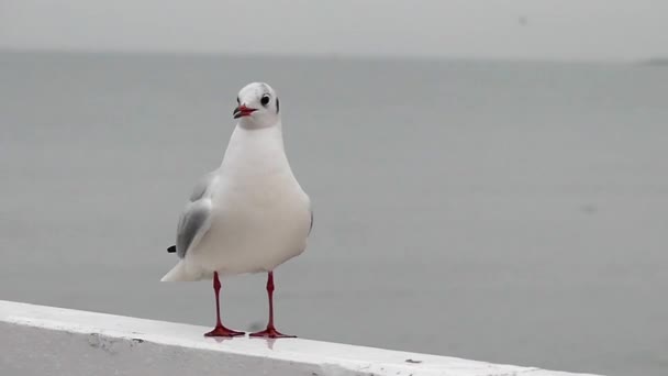 Eine Möwe an einer Wand in Zeitlupe mit einem Meer im Hintergrund. — Stockvideo