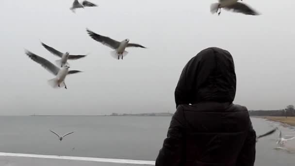 Gaivotas voadoras alimentadas por uma rapariga. Movimento lento .. — Vídeo de Stock