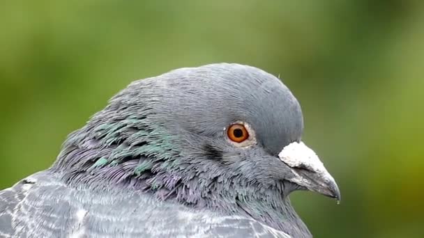 目の鳩を見て彼の後ろにあるカメラ。スローモーション. — ストック動画