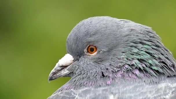 Profil hlavy je krásné šedé holubice na zeleném pozadí. Zpomalený pohyb. — Stock video