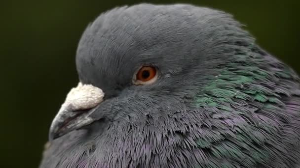 Kopf der Taube mit strengen Blick aus nächster Nähe in Zeitlupe. er blickt in die Kamera. — Stockvideo