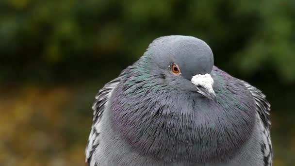 Dove bonita fechar girando a cabeça em câmera lenta . — Vídeo de Stock