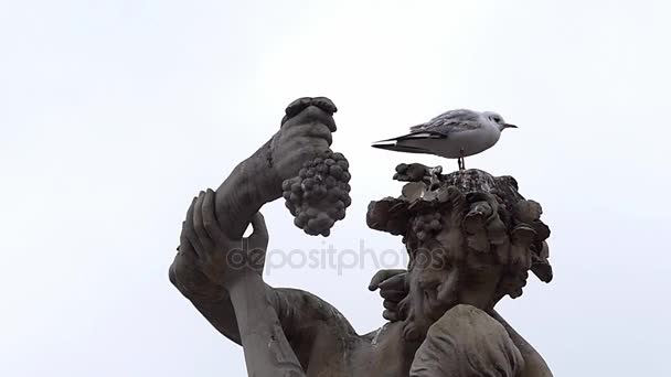 Gabbiano seduto sulla testa del monumento e aprendo il mouse . — Video Stock