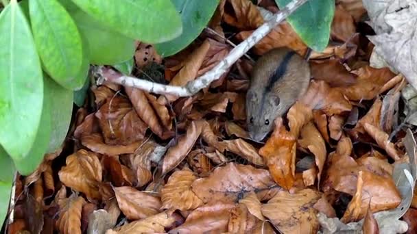 Sarı yaprakların yavaş çekimde yürürken şirin tarla faresi. — Stok video