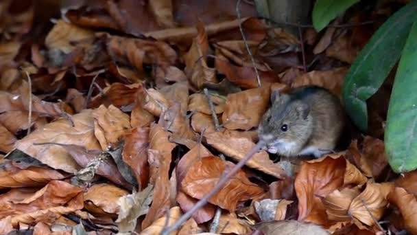 Lindo ratón archivado en hojas amarillas comiendo en cámara lenta . — Vídeo de stock