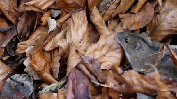 Roztomilé myšky v žluté listy. Zpomalený pohyb. — Stock video