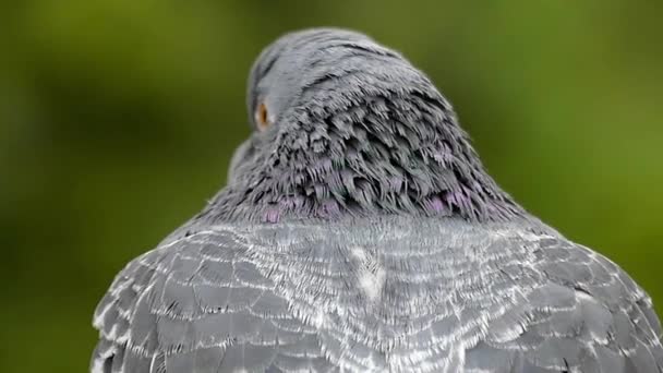 Peří holubí Close up mávat na větru. Zblízka střílel v pomalém pohybu. — Stock video