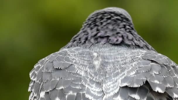 羽毛的鸽子密切了随风飘扬。近摄镜头在慢动作. — 图库视频影像