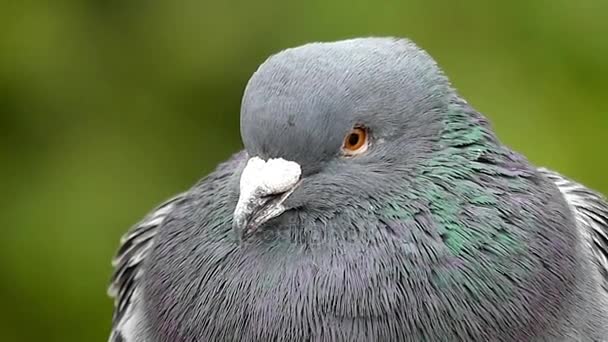 슬로우 모션으로 그의 머리를 선회 하는 비둘기. 극단적인 가까이 동안 바람. — 비디오