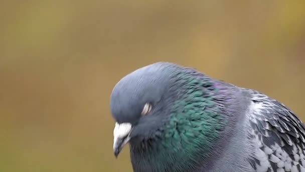 Dove schudden zijn Hand in Slow Motion. Close-up Shot. — Stockvideo