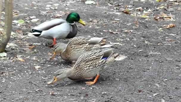 Két barna, és egy zöld fej kacsa séta és eszik a lassú mozgás. — Stock videók