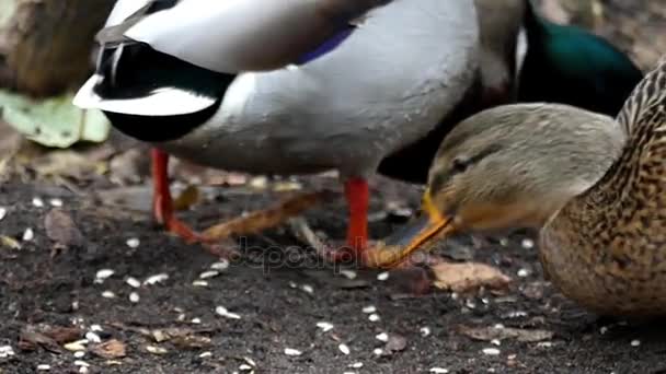 吃在慢动作站在地面上的棕色鸭. — 图库视频影像