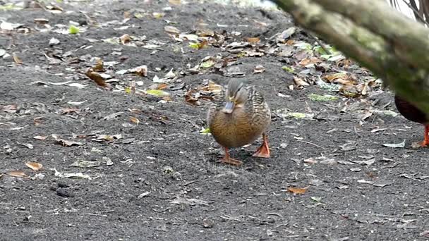 Brown Duck Walking on the Ground and Eating in Slow Motion. — Stock Video