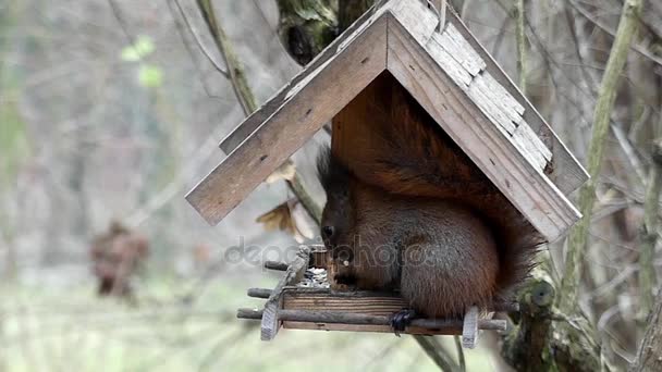Vörös mókus a lassított eszik Madáretető. — Stock videók