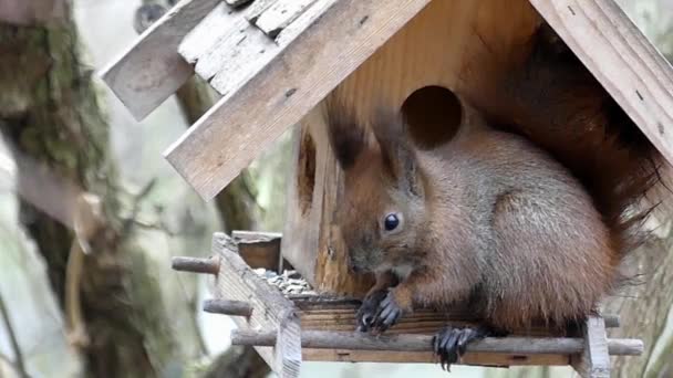 Ekorre sitter i fågelbordet och äta i Slow Motion. — Stockvideo