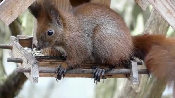 Acción divertida: Ardilla sentada en el comedero de aves y comiendo en cámara lenta . — Vídeo de stock