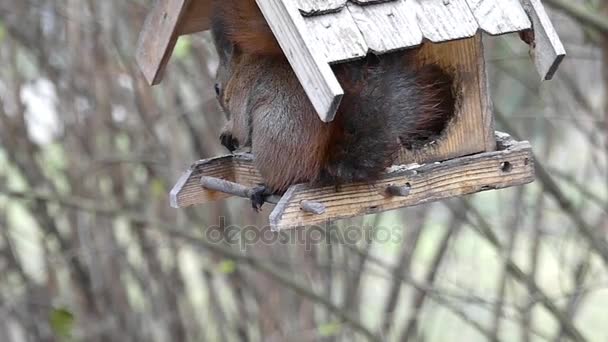 Acción divertida: Ardilla sentada en el comedero de aves y comiendo en cámara lenta . — Vídeo de stock