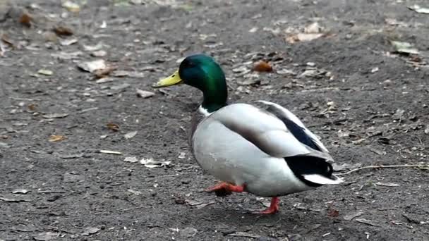 Eend met groene hoofd lopen op de grond in Slow Motion. — Stockvideo