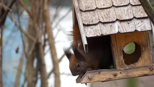 Rotes Eichhörnchen aus nächster Nähe sitzt im Vogelfutterhäuschen und frisst in Zeitlupe. — Stockvideo