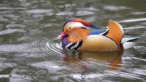 Incroyable canard mandarin dans l'étang au ralenti . — Video