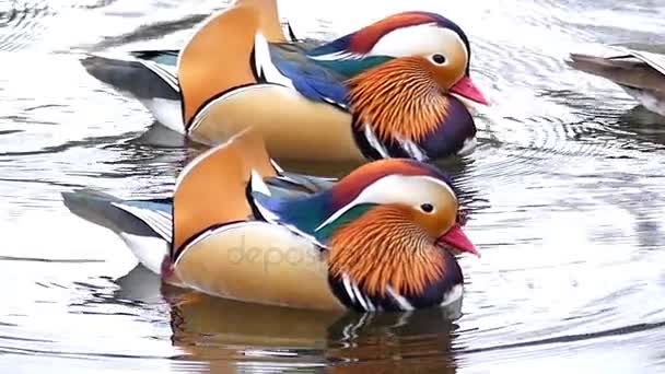 Deux canards mandarins nagent dans l'étang. Mouvement lent . — Video