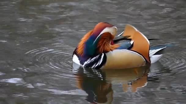 Schöne Mandarinenente putzt sich in Zeitlupe heraus. — Stockvideo