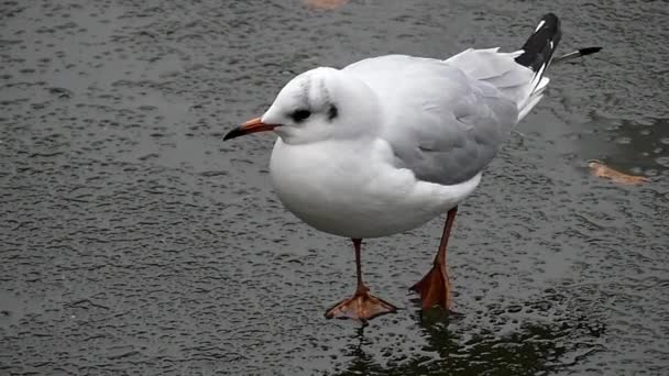 Seagull Walking on the Ice in Slow Motion. — Stock Video