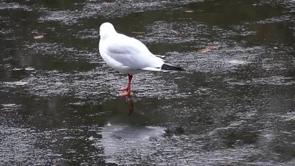 Seagull Walking on the Ice in Slow Motion. — Stock Video
