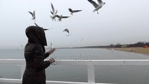 Meeuwen vangen van levensmiddelen uit een meisje in Slow Motion. — Stockvideo