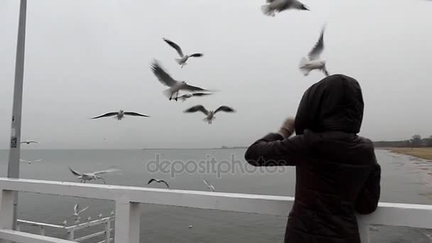 Ein Mädchen füttert fliegende Möwen in Zeitlupe. — Stockvideo