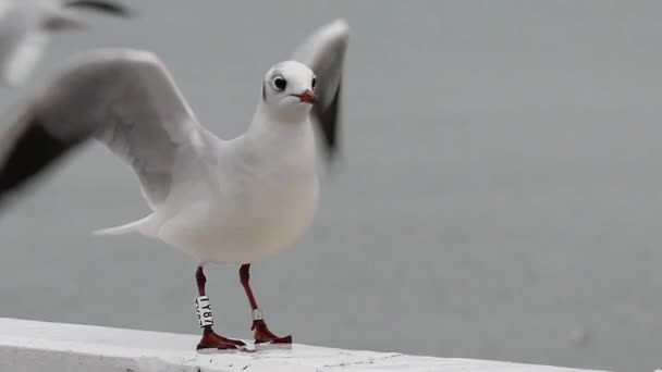 Una gaviota con anillos en las patas en cámara lenta . — Vídeos de Stock