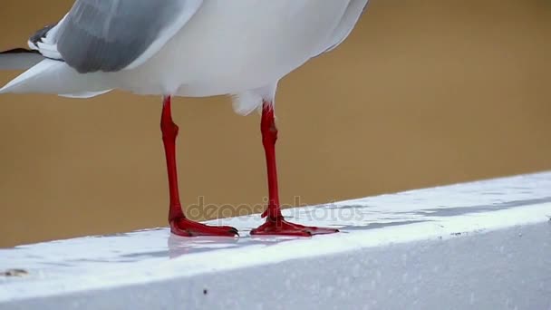 海鸥的爪子在慢动作特写镜头. — 图库视频影像