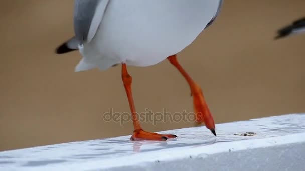 As patas da gaivota e seu embrulho em câmera lenta . — Vídeo de Stock