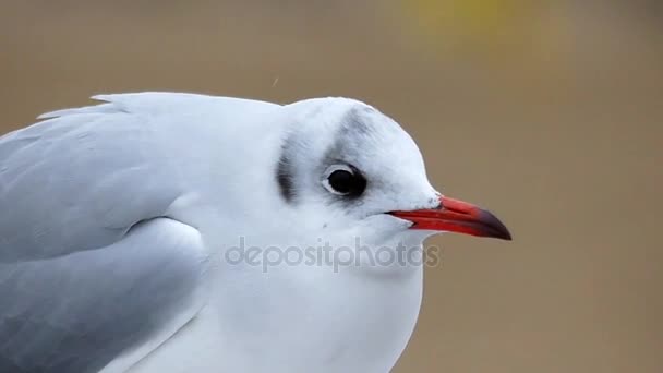 Una gaviota agresiva abriendo su pico en Slo- Mo . — Vídeo de stock