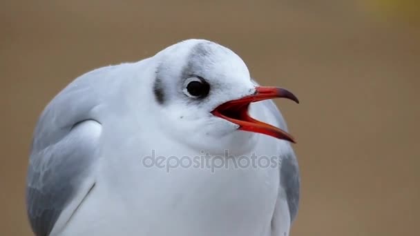 Um close-up de uma gaivota abrindo seu bico lentamente . — Vídeo de Stock