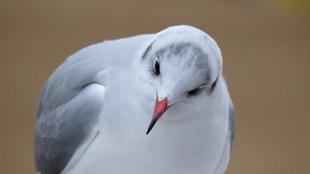 Um Closeup de uma gaivota abrindo seu bife em Slo-Mo — Vídeo de Stock