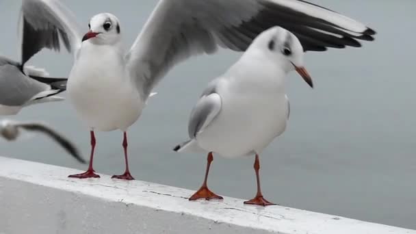 Чайки посадки и взлет в медленном движении . — стоковое видео