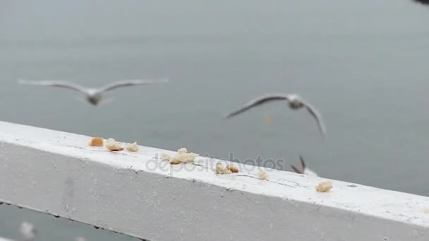 面包在慢动作着陆的海鸥. — 图库视频影像